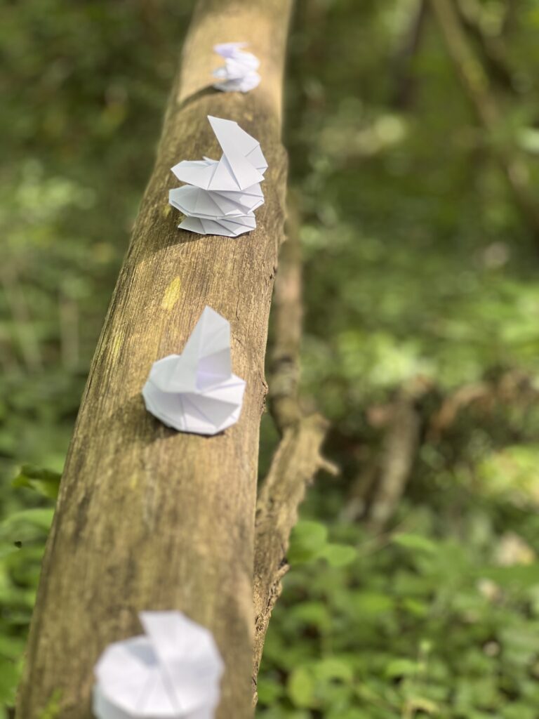 Vue rapprochée de spirales blanches en papier installées sur un tronc d’arbre au milieu de la forêt.